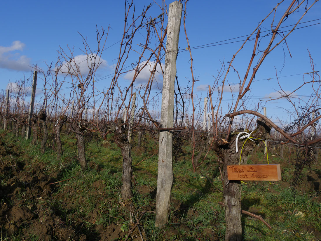 Виноградник на урожай